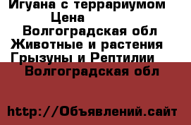 Игуана с террариумом › Цена ­ 7 000 - Волгоградская обл. Животные и растения » Грызуны и Рептилии   . Волгоградская обл.